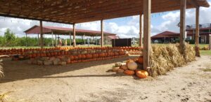 pumpkin patch with hay