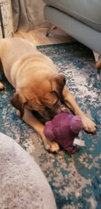 puggle playing with a purple toy