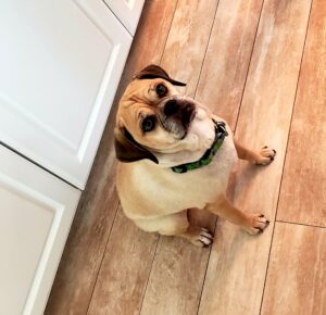 fancy the puggle sitting on the floor waiting for her bark box