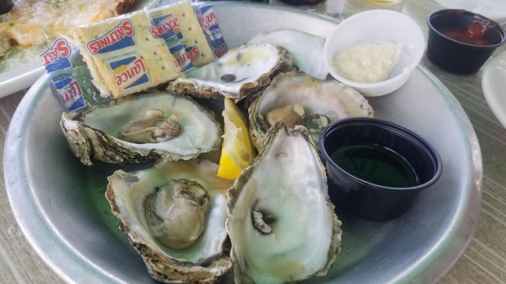 oysters on a plate - steamed