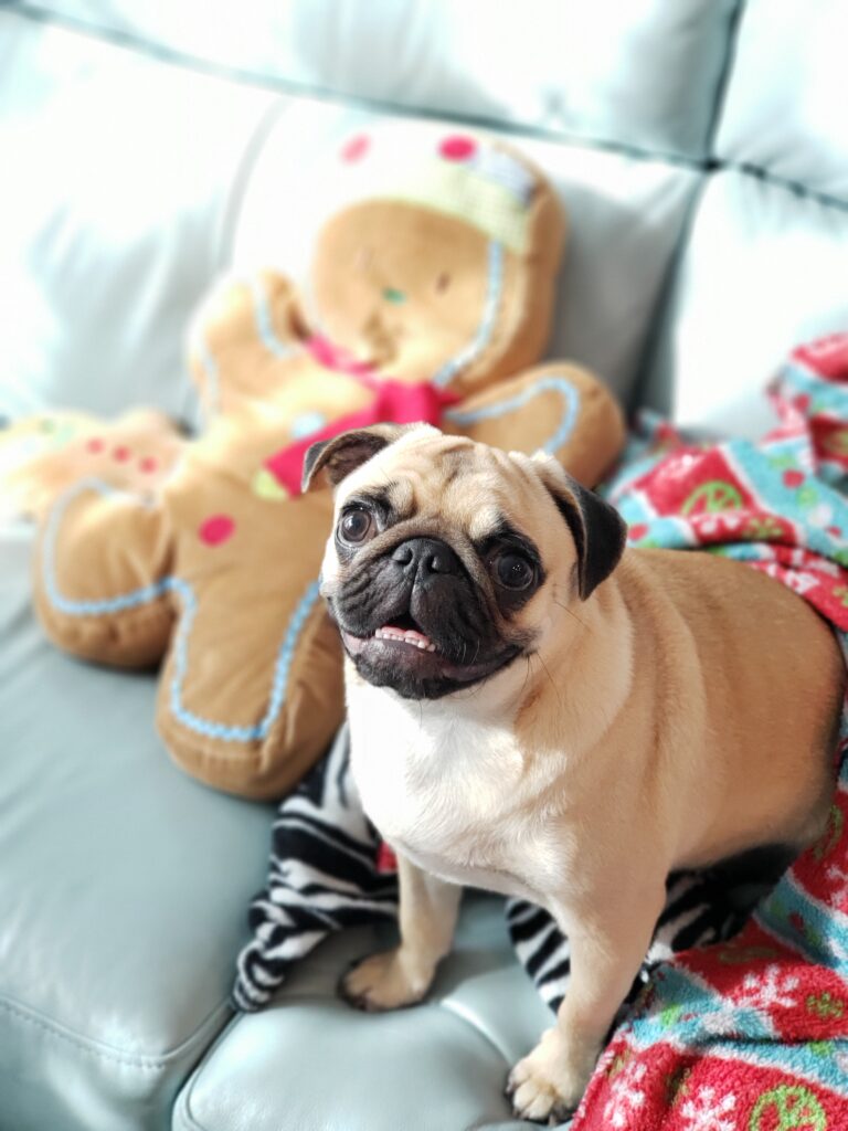 pug waiting for the best gingerbread french toast