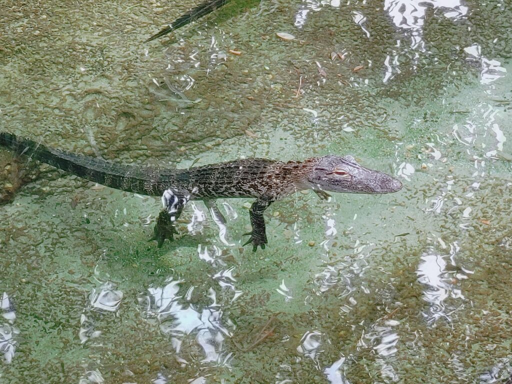 gators at seaworld