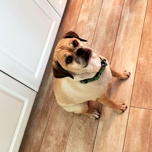 fancy the puggle sitting on the floor waiting for her bark box