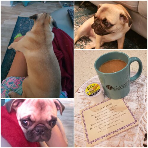 collage of honey the pug and coffee