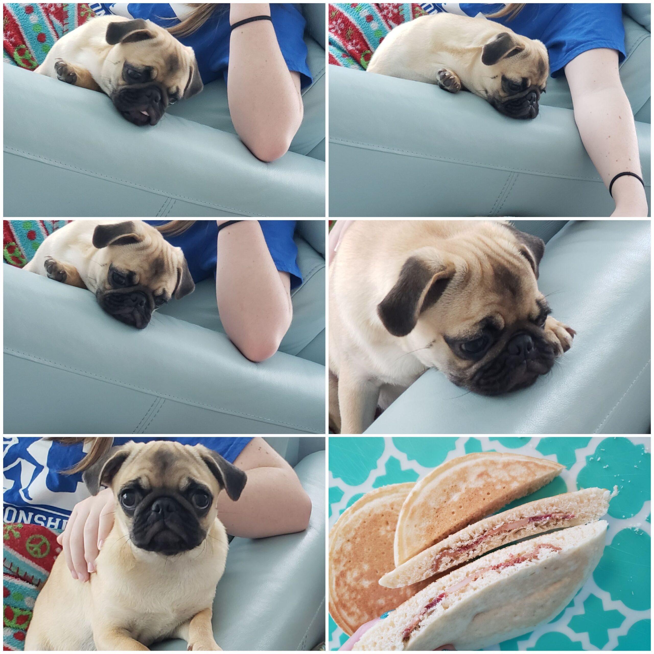 Pugs, Pancakes and BACON!!! ⋆ malarkey