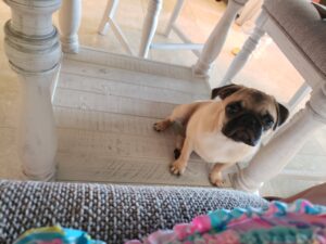 honey the pug under the table