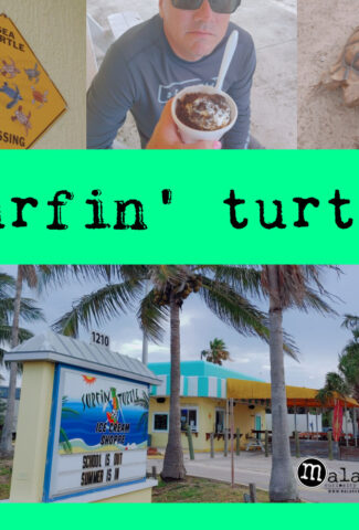 surfin turtle