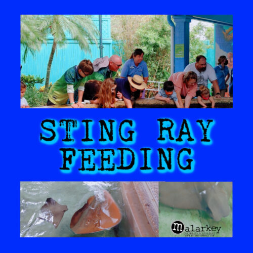 STING RAY FEEDING